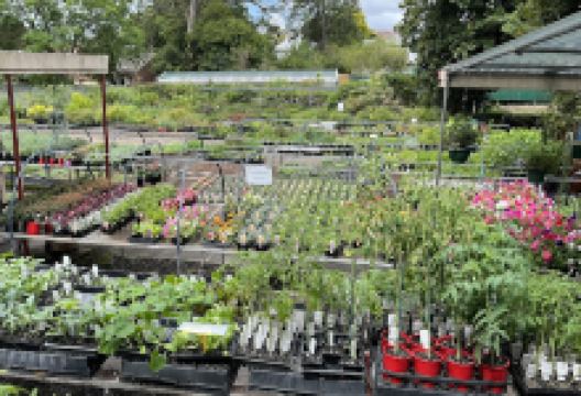 Wingham Nursery & Florist购物图片