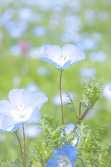 Damask Wind-鹿屋市