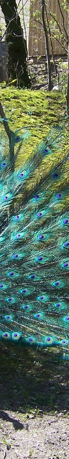 Chemnitz Zoo-开姆尼茨