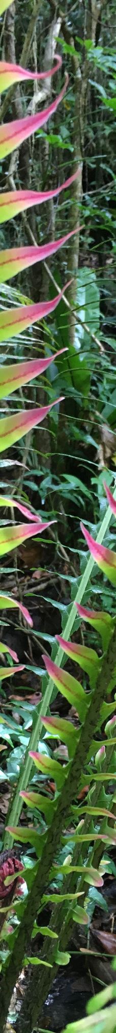 Grotte de Hortense-松树岛