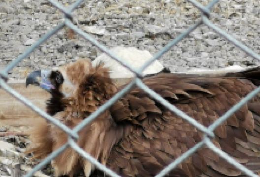 Open-Air Animal Complex Laura景点图片