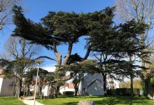 Parc du Cedre景点图片