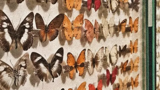 Entomological Museum of Volos