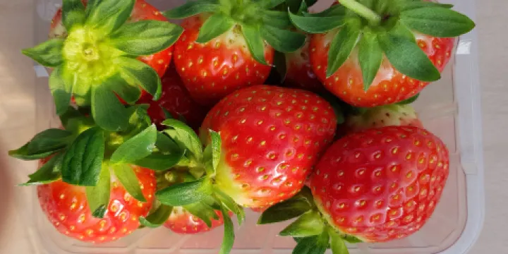 楊水里草莓體驗農場