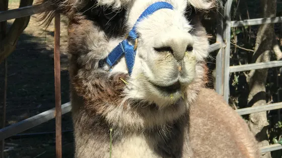 Storybook Alpacas