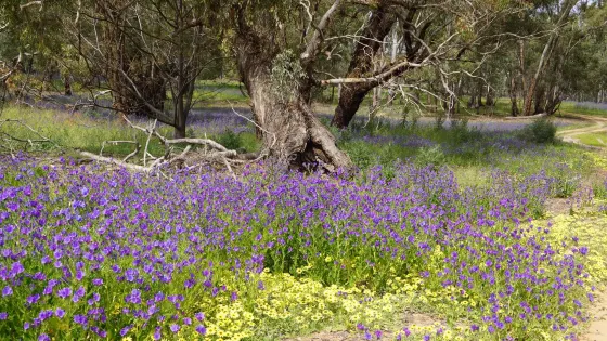 Murrumbidgee Valley National Park