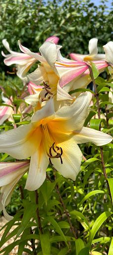 Rainbow Plant Centre-米德尔斯堡