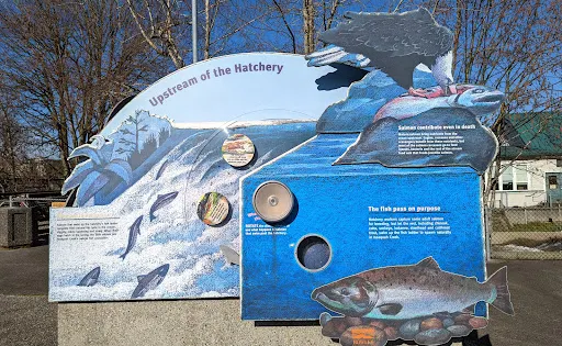 Friends of the Issaquah Salmon Hatchery