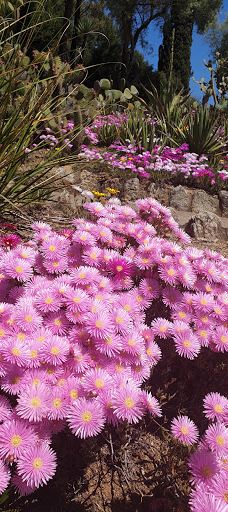 Jardí Botànic Tropical Paratge Pinya de Rosa-布拉内斯