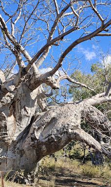 Violet Valley Campground-奥德里弗