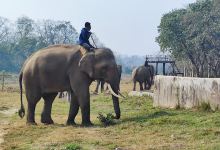 Sauraha Chowk购物图片