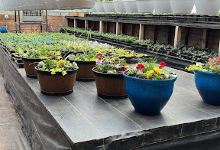 Serres Barachois Greenhouse购物图片