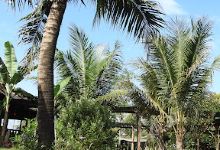 Phan Gia Xanh Garden (Restaurant & Farmstay Halal)景点图片