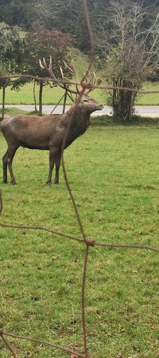 Wildgehege Meßstetten-佐勒纳尔布县