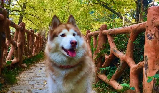 坪田銀杏森林公園