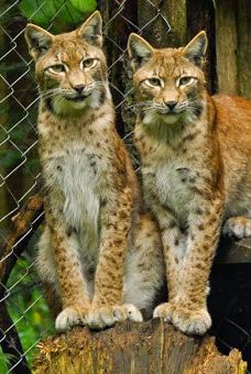Bilsteintal: Tropfsteinhöhle und Wildpark in Warstein-瓦尔施泰因