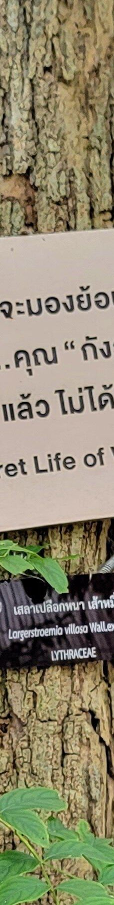 素贴山国家公园-清迈