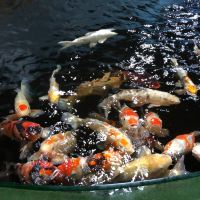 克塔克图片