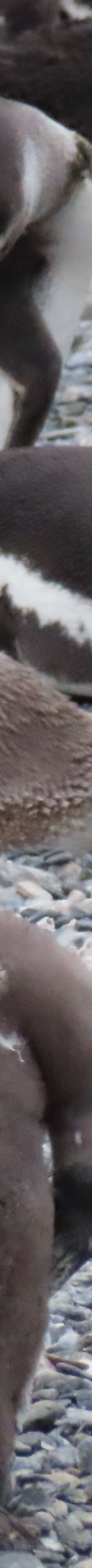 Isla Martillo-乌斯怀亚