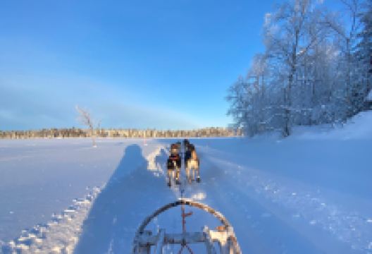 Wingrens Dogsafaris景点图片