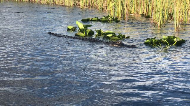 <4天>【14人小团(12/15-1/3除外) | 迈阿密精华之旅】·西礁岛+大沼泽公园+温伍德网红墙+小哈瓦那+海明威故居+《速度与激情2》取景地迈阿密海滩+钢铁侠3》取景地维兹卡亚庄园博物馆+含接送机