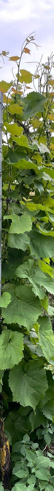 Vingaarden, Lille Gadegaard ( Vineyard )-阿克尔科拜