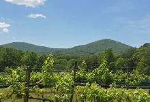 Sharp Mountain Vineyards景点图片