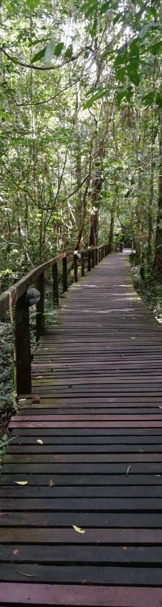 Mulu Skywalk-马鲁迪