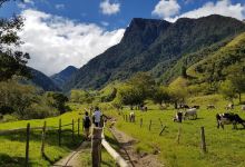 Cocora Valley景点图片