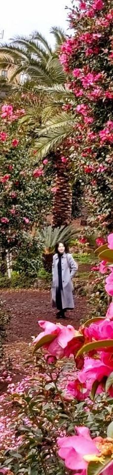 为美里山茶树群-西归浦市