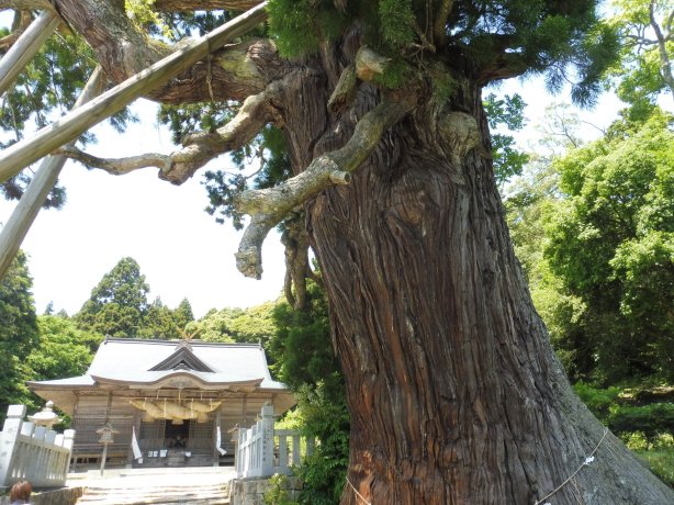 八百杉