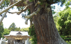八百杉