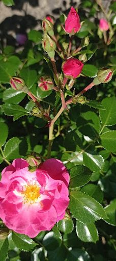 Městský park Chomutov-霍穆托夫