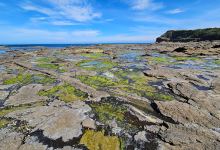 Petrified Forest Curio Bay景点图片
