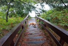 Manistee River Bridge State Forest Campground景点图片