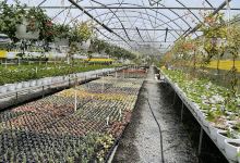 Puerto Flora Growers, Inc.购物图片