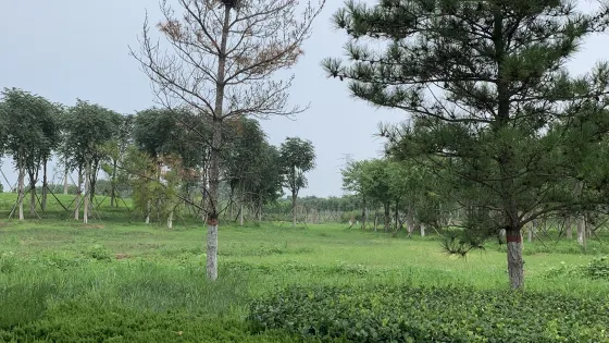 滄州高新區森林公園