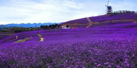 四季·花海-薰衣草基地