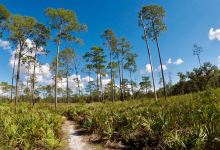 Highlands Hammock State Park景点图片