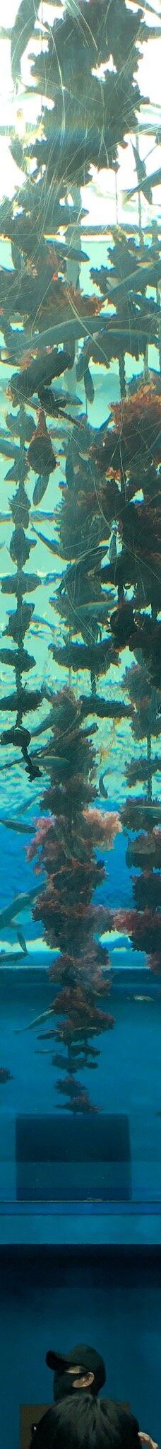 仙台海洋森林水族馆-仙台