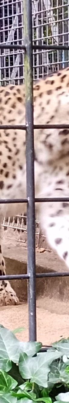 Chemnitz Zoo-开姆尼茨