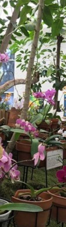 Orquidario de Morelia-莫雷利亚