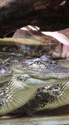 Biotropica, animal gardens-瓦德勒伊