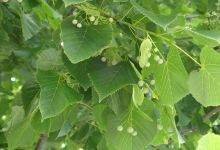 長興寺景点图片