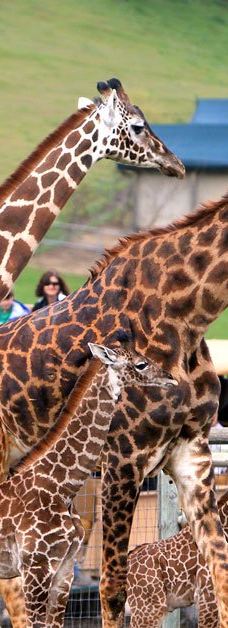 Safari West-圣罗莎