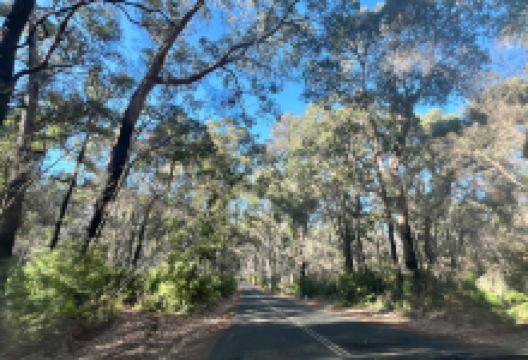 博拉纳普考里树森林景点图片