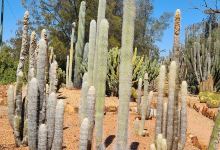 Bevans Black Opal & Cactus Nursery景点图片