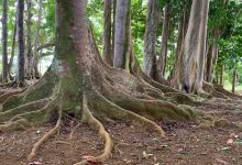 Sacred Rudraksha Forest景点图片