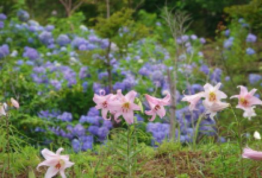 Tenjinhara Botanical Gardens景点图片
