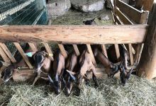 Chèvrerie de Peute Goutte景点图片